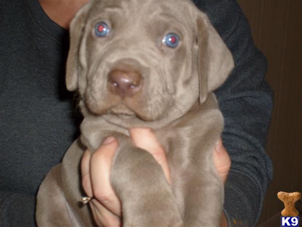 Weimaraner Puppies